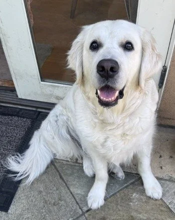 A Morning We'll Never Forget

The phone rang. A Pet Parent in Del Mar was calling in a panic. While a housecleaner was working, the front door had accidentally been left open. The family's English Cream Retriever was gone.

Busy street. Near the beac