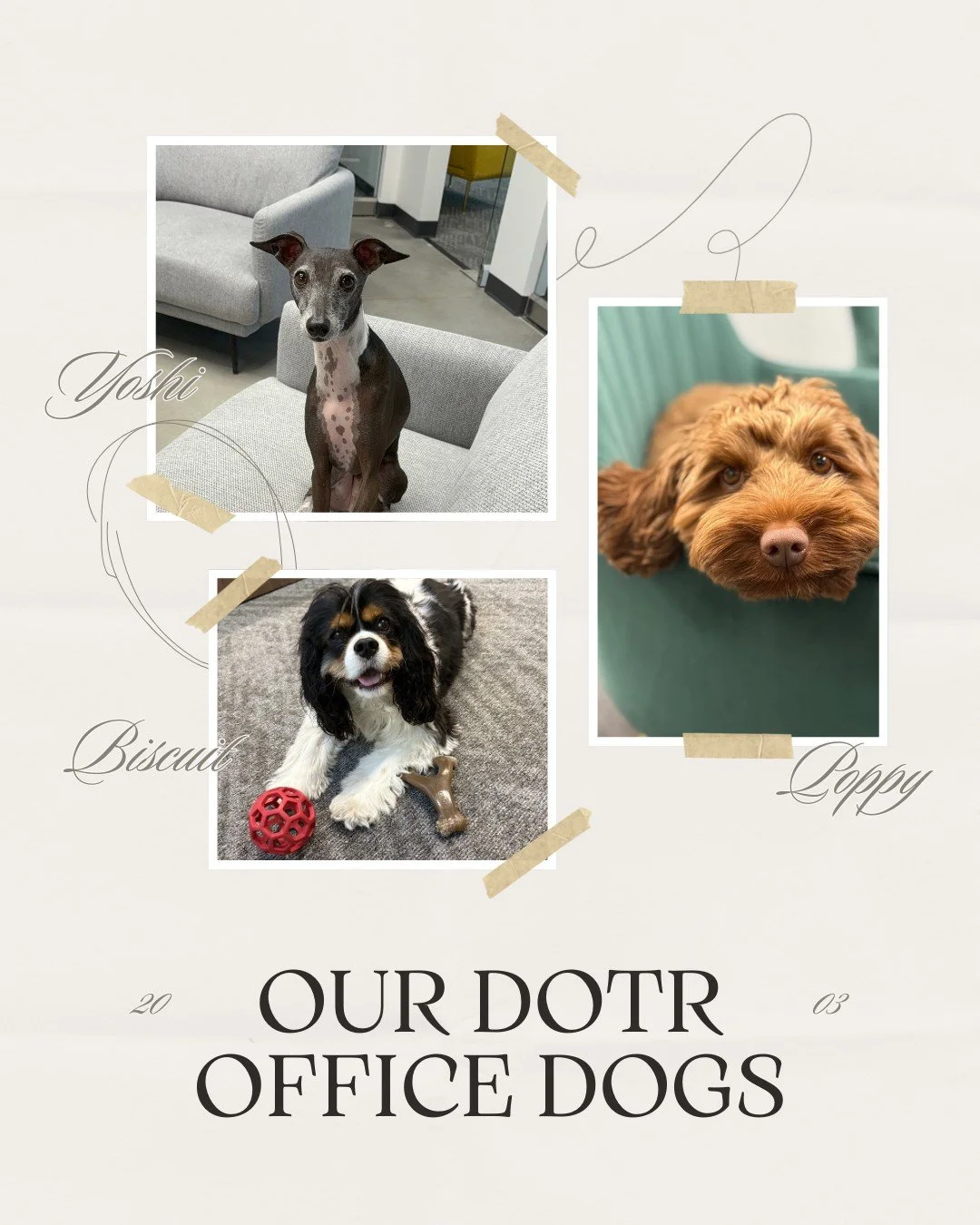 Meet the real bosses of Dogs On The Run: Yoshi, Biscuit, and Poppy! These three keep our office running smoothly with their expert supervision, quality control, and morale boosting skills.

From greeting visitors to approving all major decisions, the