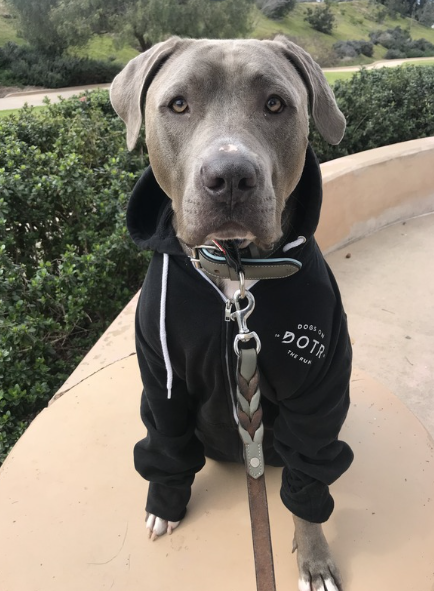 Why Should You Sign Up for Dog Training at Dogs On The Run