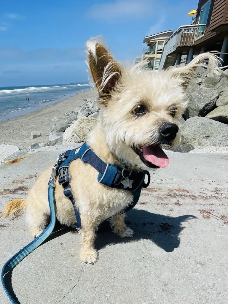 Beach Dogs: Yes or No?
