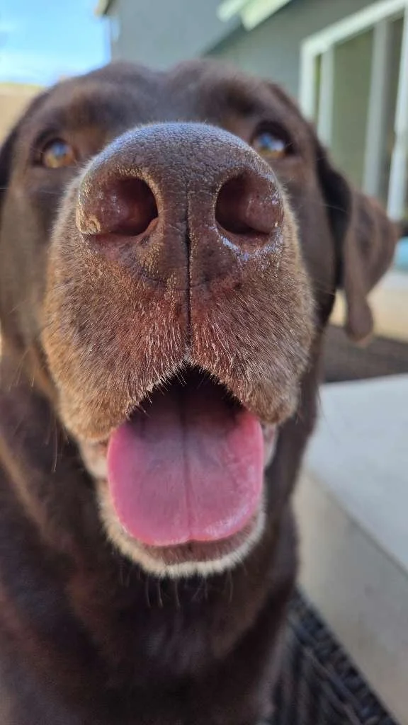 Travel Prep for Dogs