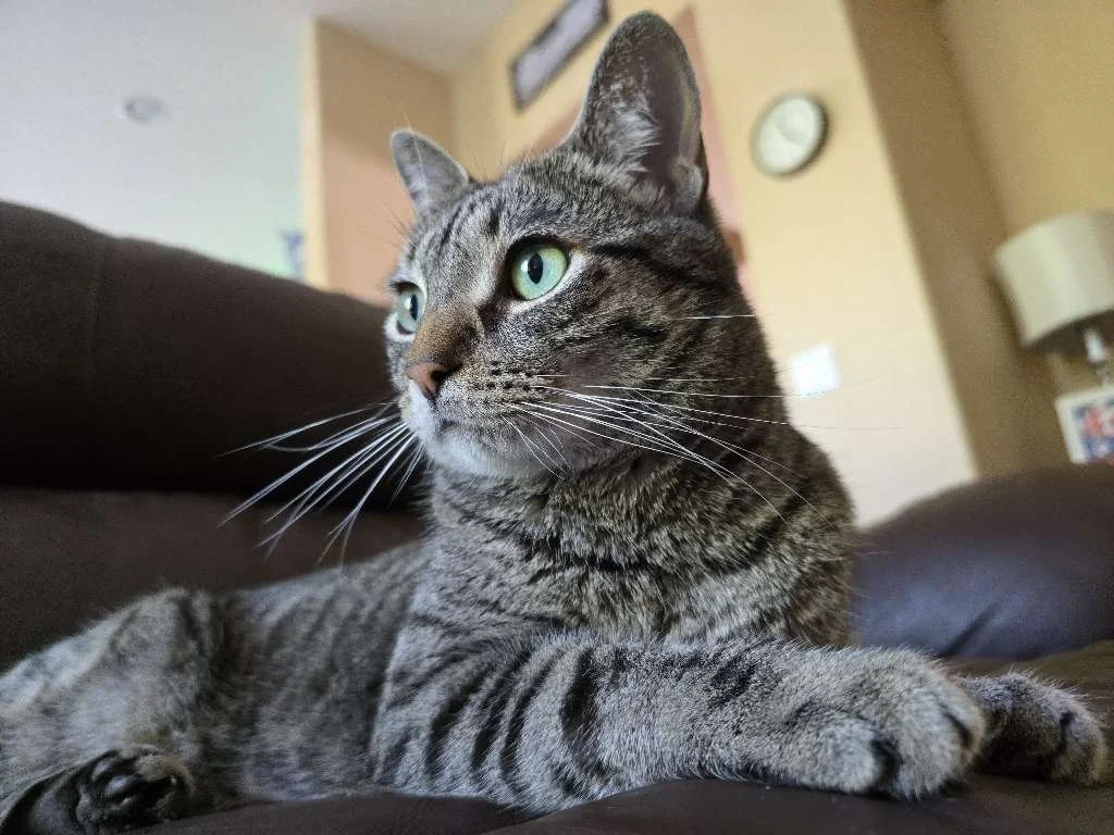The Rising Cost of Pet Care: What Pet Parents Need to Know