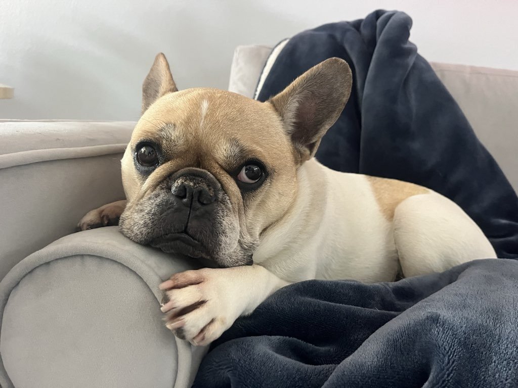 Pet Medical Tourism: Is Traveling for Veterinary Care Worth It?