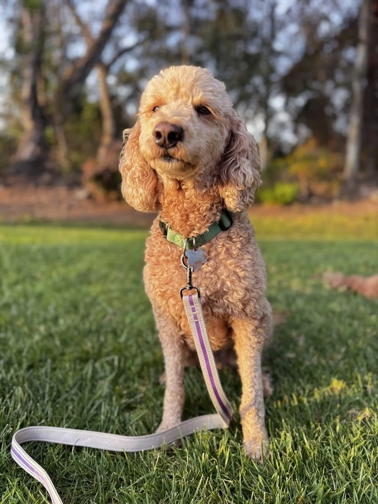 Why Pet Care Feels So Complicated Right Now