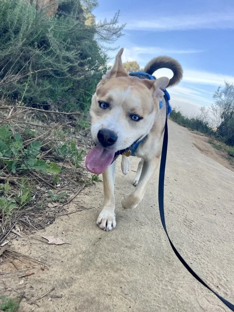 How to Financially Prepare for Your Dog’s Care