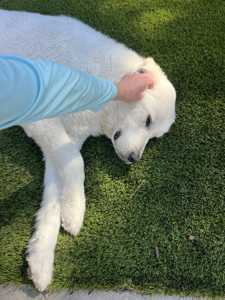 Trust isn't built in one visit. It's built through consistency, safety, and emotional understanding over time. Pets don't experience care as a transaction. They experience it as a relationship.

To a pet, reliability is love. Showing up the same way 