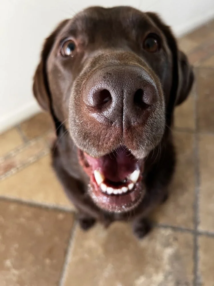 Happy National Pet Day! Today we celebrate all of our adorable little family members who make our lives infinitely better. From wagging tails to head bumps to unconditional love, pets give us so much joy every single day.

We're grateful for every pe