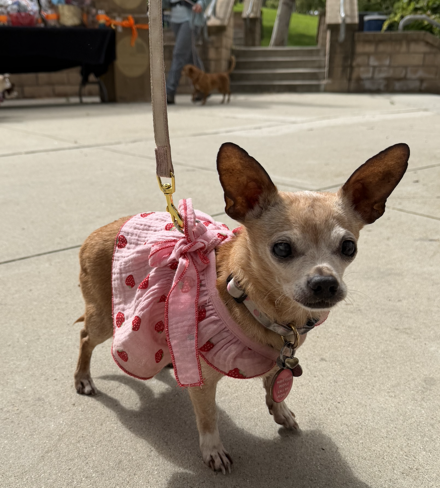 Screenshot 2026-04-16 at 11.24.57 AM.png