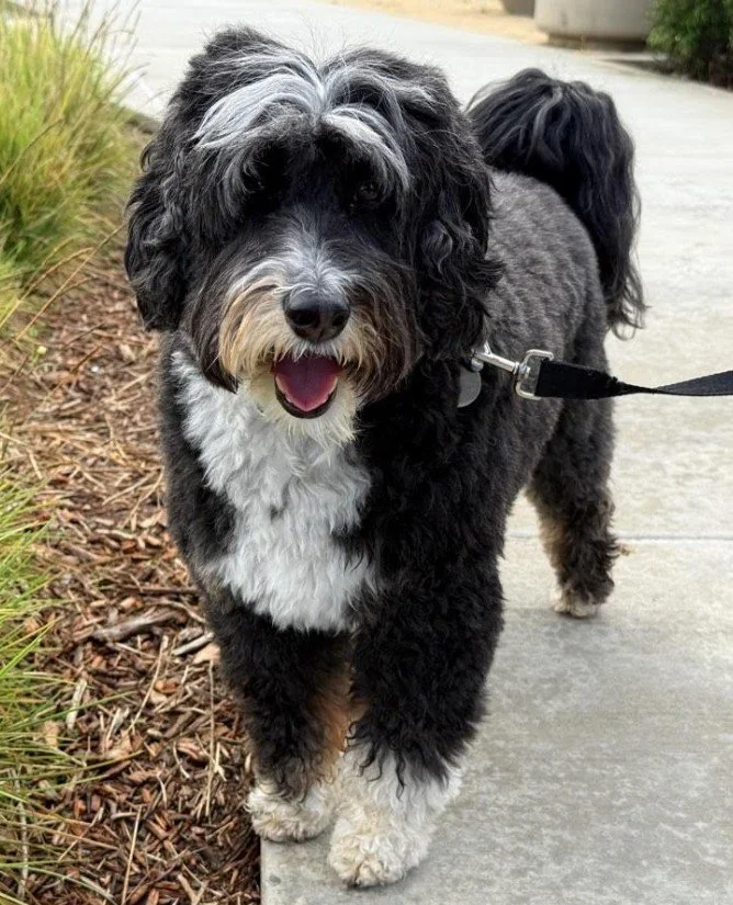 Bored isn't harmless. When a dog's mental needs go unmet, boredom quietly turns into frustration, anxiety, and unwanted behavior. Chewing furniture, excessive barking, restlessness despite exercise, these are often signs your dog is mentally under st