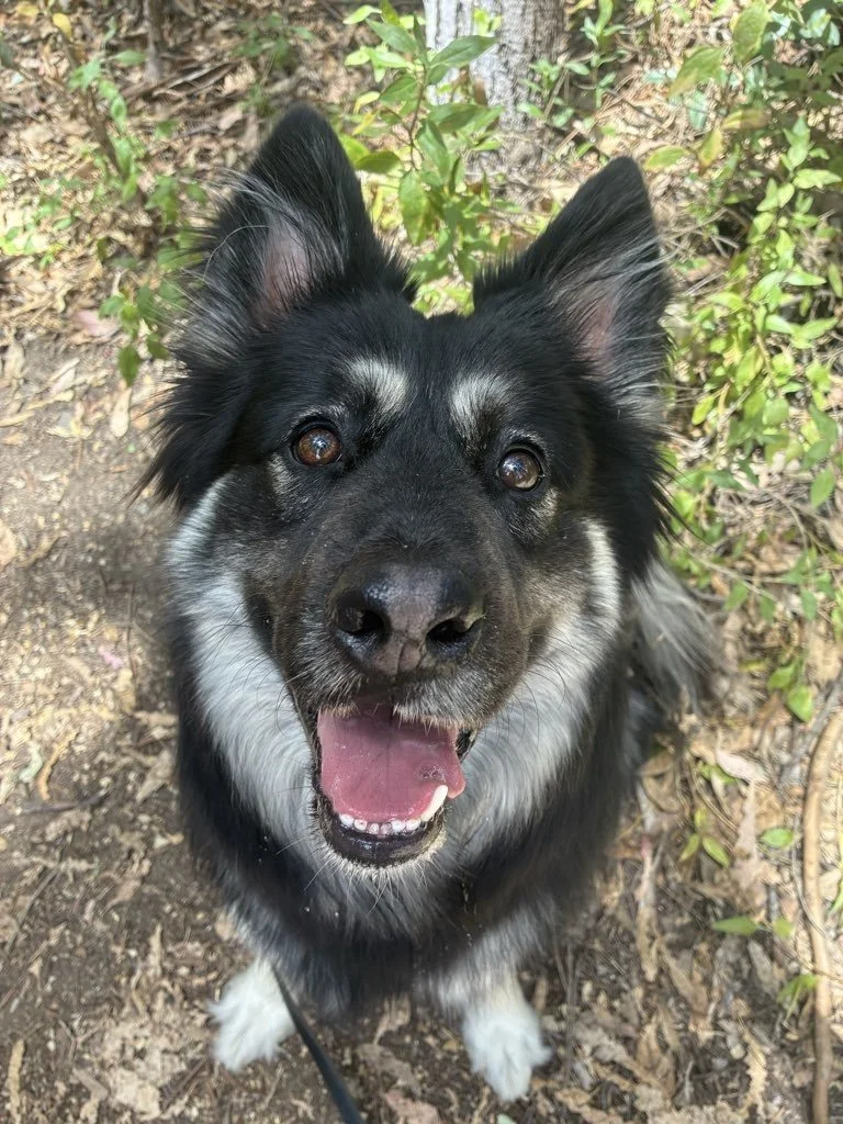 Looking for a Rover Alternative in San Diego?