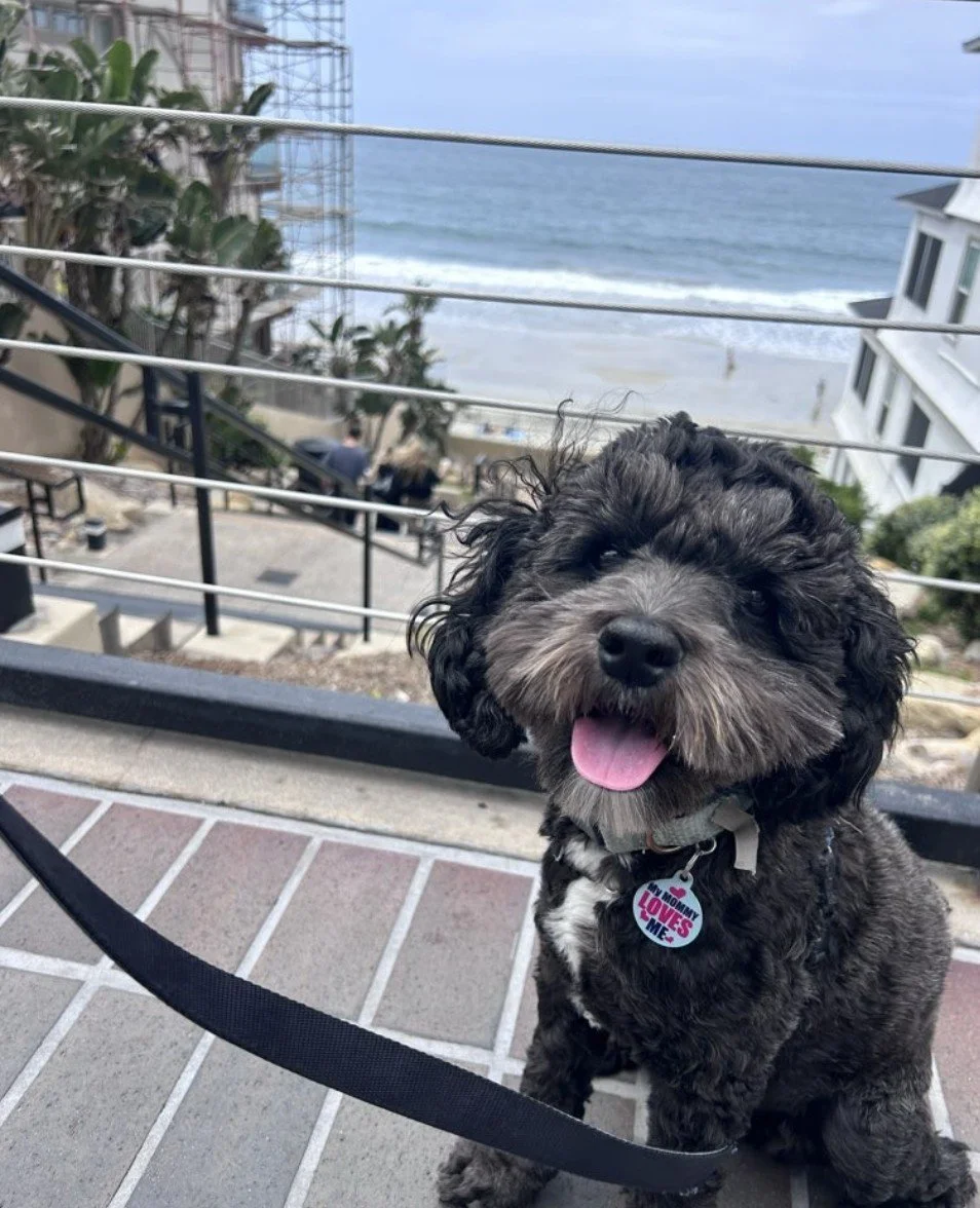 North County pet parents, we are heading to the heart of the village! Join us this Sunday, May 3rd, from 8 AM to 5 PM at the Carlsbad Village Street Faire. It is one of Southern California's largest street fairs, and we cannot wait to see you and you