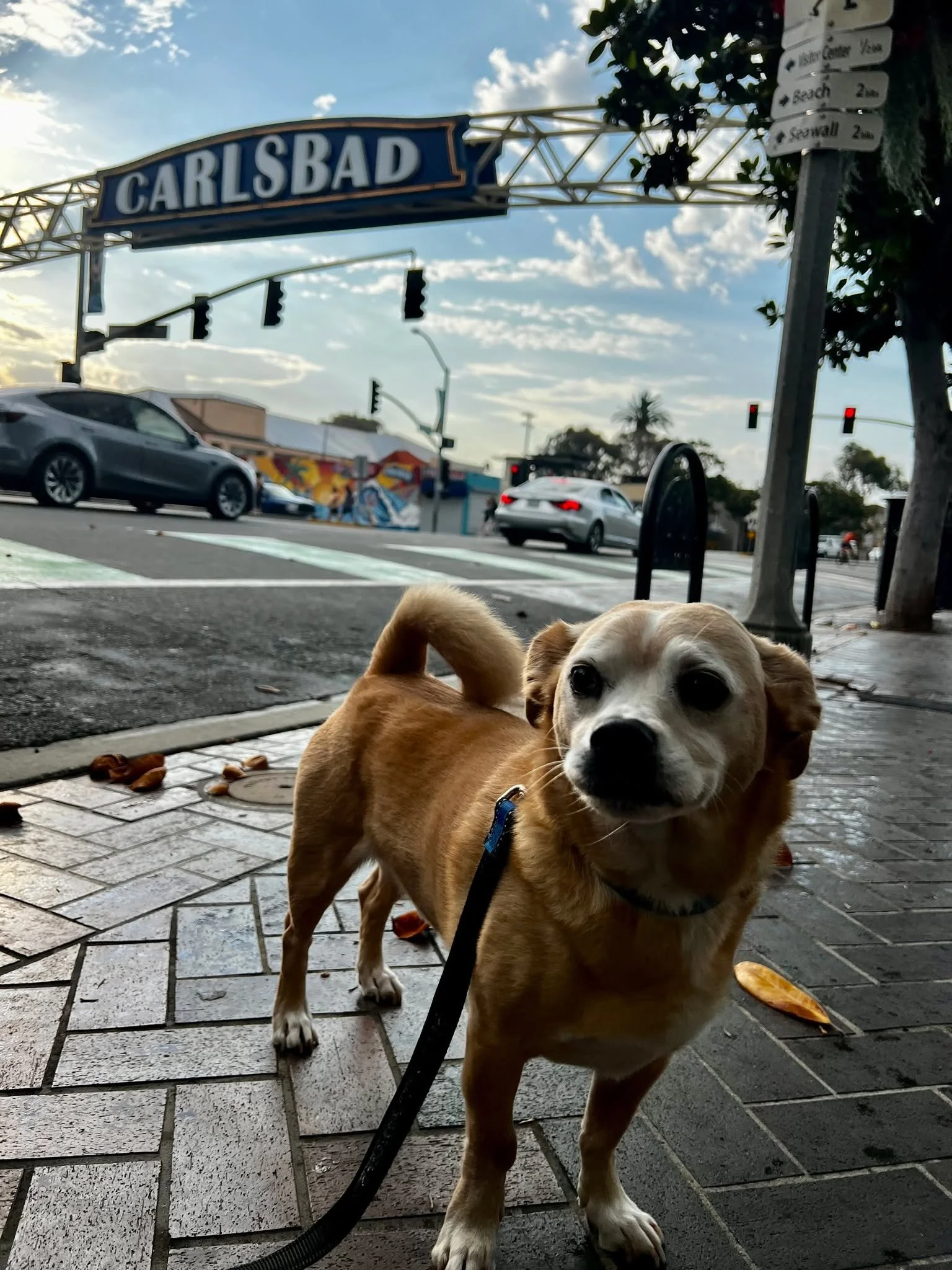 Don't forget! Dogs On The Run will be at the Carlsbad Village Street Faire this Sunday, May 3rd, from 8 AM to 5 PM. Bring your pup and discover fun finds, meet our team, and enjoy a pet-friendly day out in downtown Carlsbad. We're excited to connect 