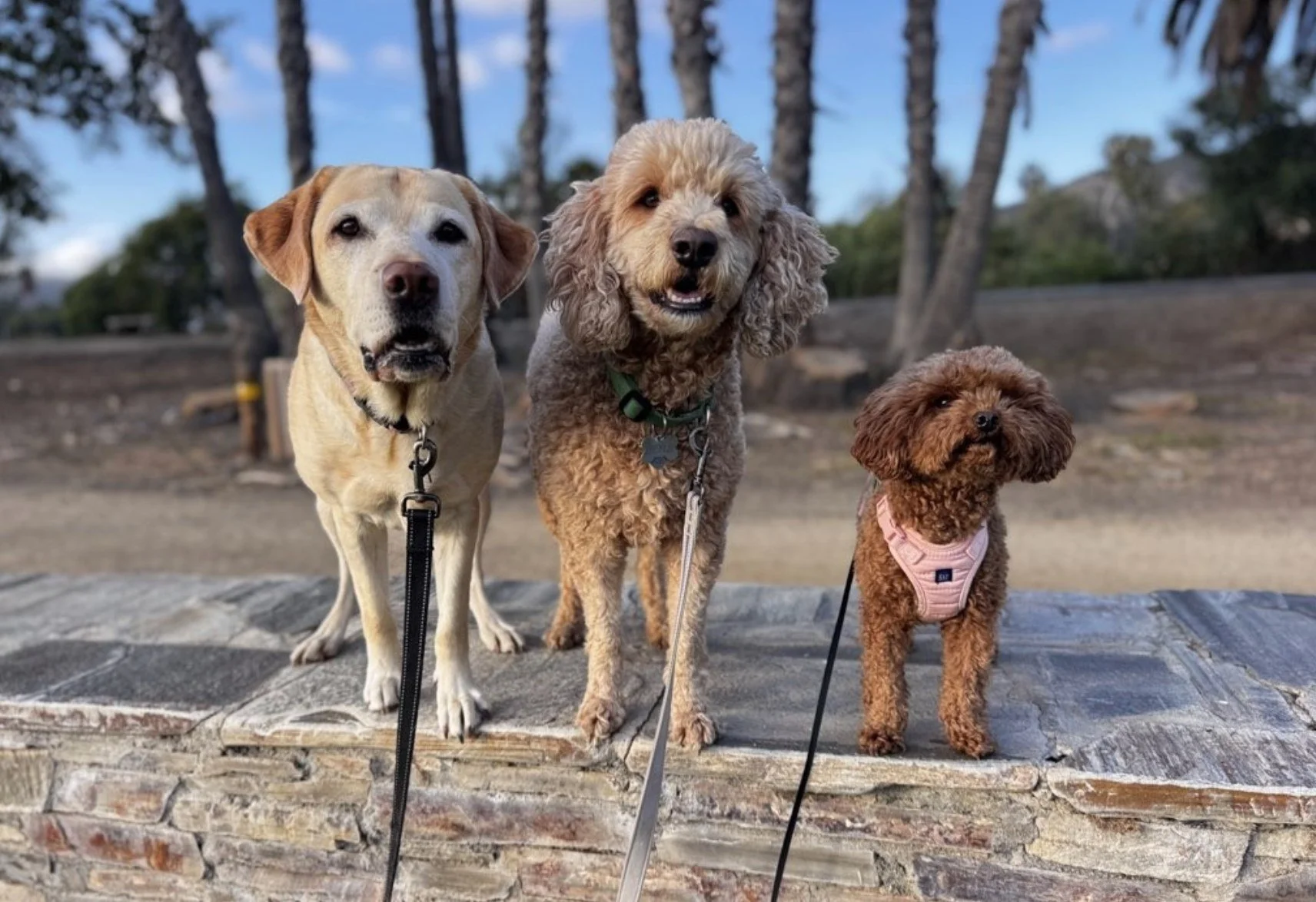 We absolutely love hearing stories like this! 💖 Kerri H. shared how our amazing Pet Care Professional, Selena, provides peace of mind for her busy schedule and incredible adventures for her puppy, Scarlett. From four-hour park explorations to Missio