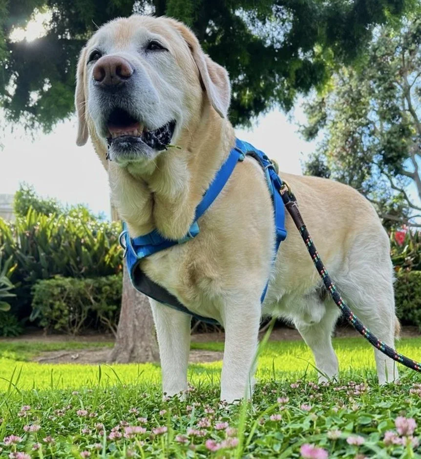 Daily walks aren&rsquo;t just a &ldquo;nice to have&rdquo; they&rsquo;re essential for your dog&rsquo;s health, happiness, and behavior. 🐾

Regular walks provide
&bull; Mental stimulation (goodbye boredom and mischief!)
&bull; Physical exercise to m