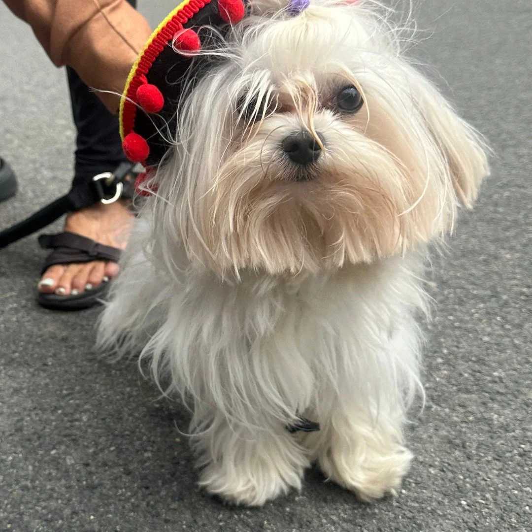 Cinco de Mayo&hellip; but make it dog-friendly

While you celebrate, don&rsquo;t forget your pup thrives on routine. A walk, fresh water, and a calm space can make all the difference.

Skip the table scraps, get that energy out with a walk, and keep 