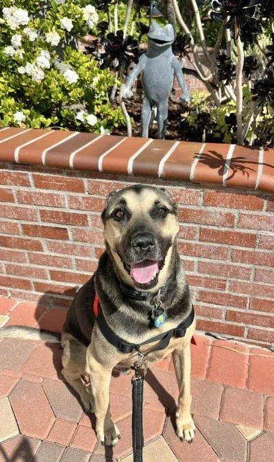 Building Basics is where it all starts!

If you&rsquo;ve ever felt like your dog isn&rsquo;t listening, pulls on leash, or gets distracted easily, this class is for you. Building Basics helps create clear communication between you and your dog so you