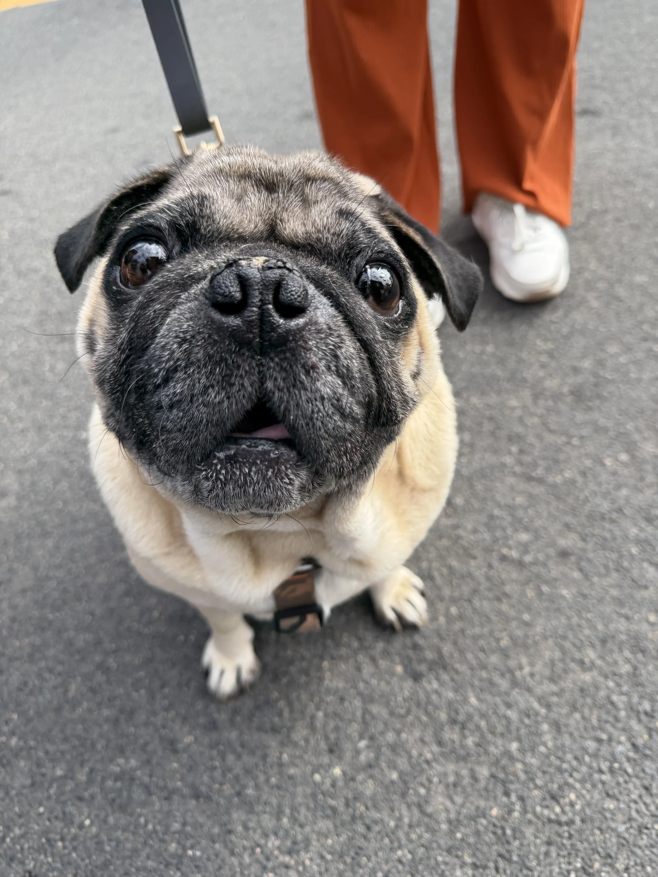 Cbad Street Faire Dogs 1.jpeg