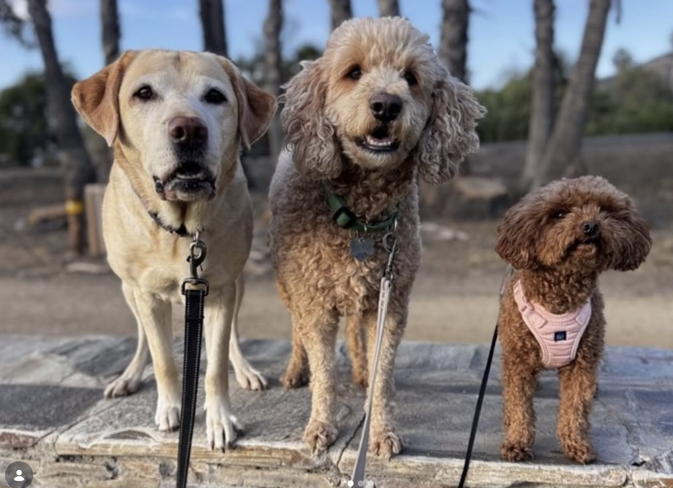 Dog adventures