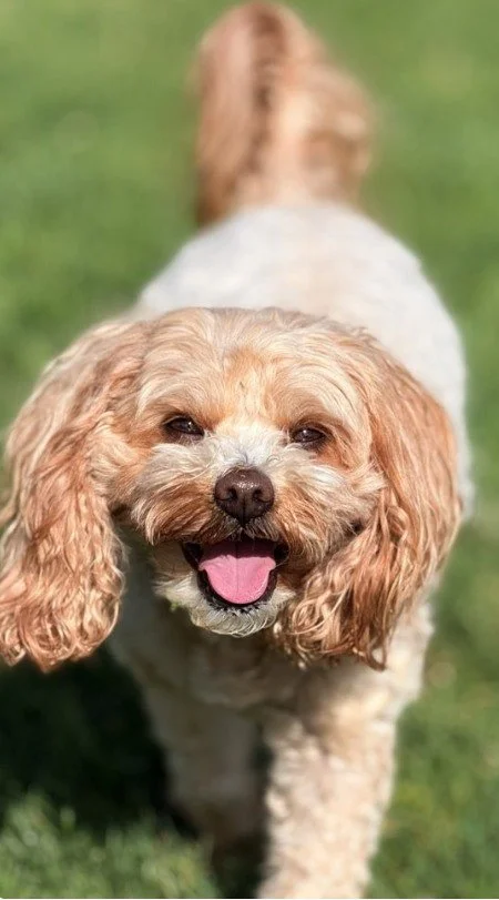 Adventure season in Southern California is here, and there&rsquo;s no better time to get your dog outside and exploring. But not every walk is created equal.

From rising temperatures and tough terrain to overstimulation and safety concerns, the way 