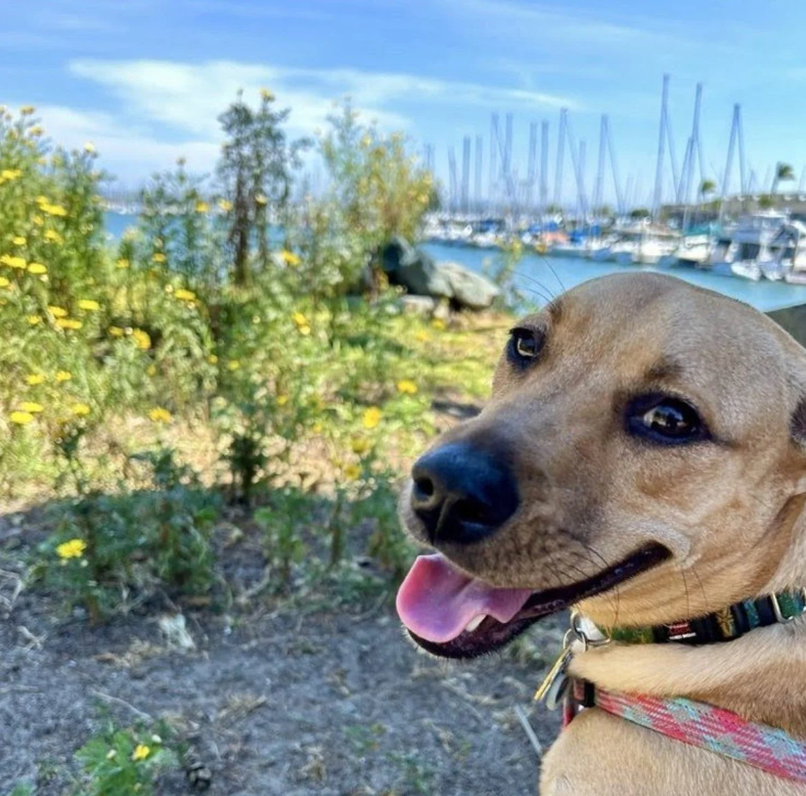 Adventure season in Southern California offers endless opportunities for dog walking and outdoor exploration, but doing it right matters. From heat and terrain to overstimulation and safety, not every walk is created equal. Learn how structured, inte