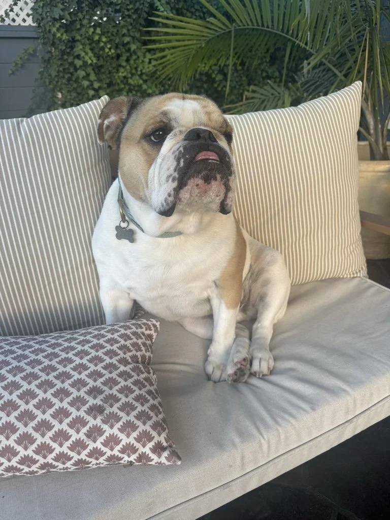 Raising Confident Young Pets: What Early Experiences Really Matter
