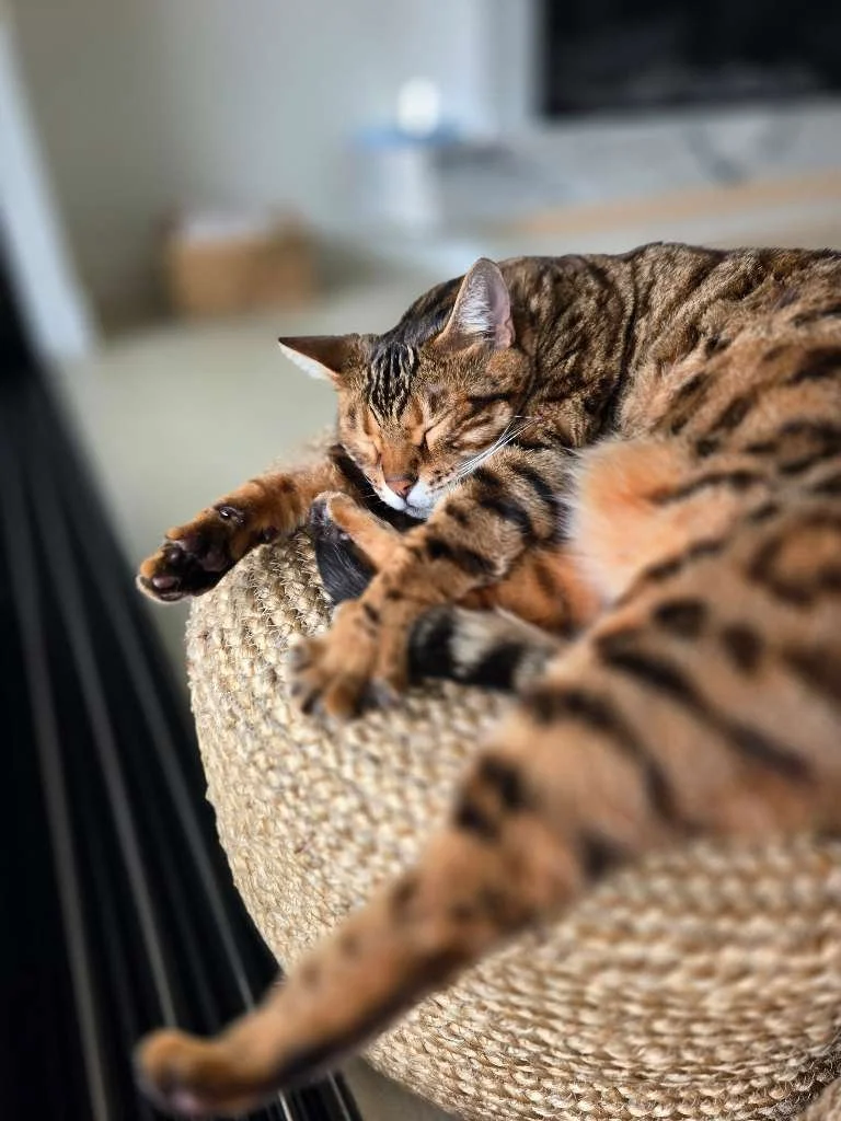 Common Mistakes New Pet Parents Make
