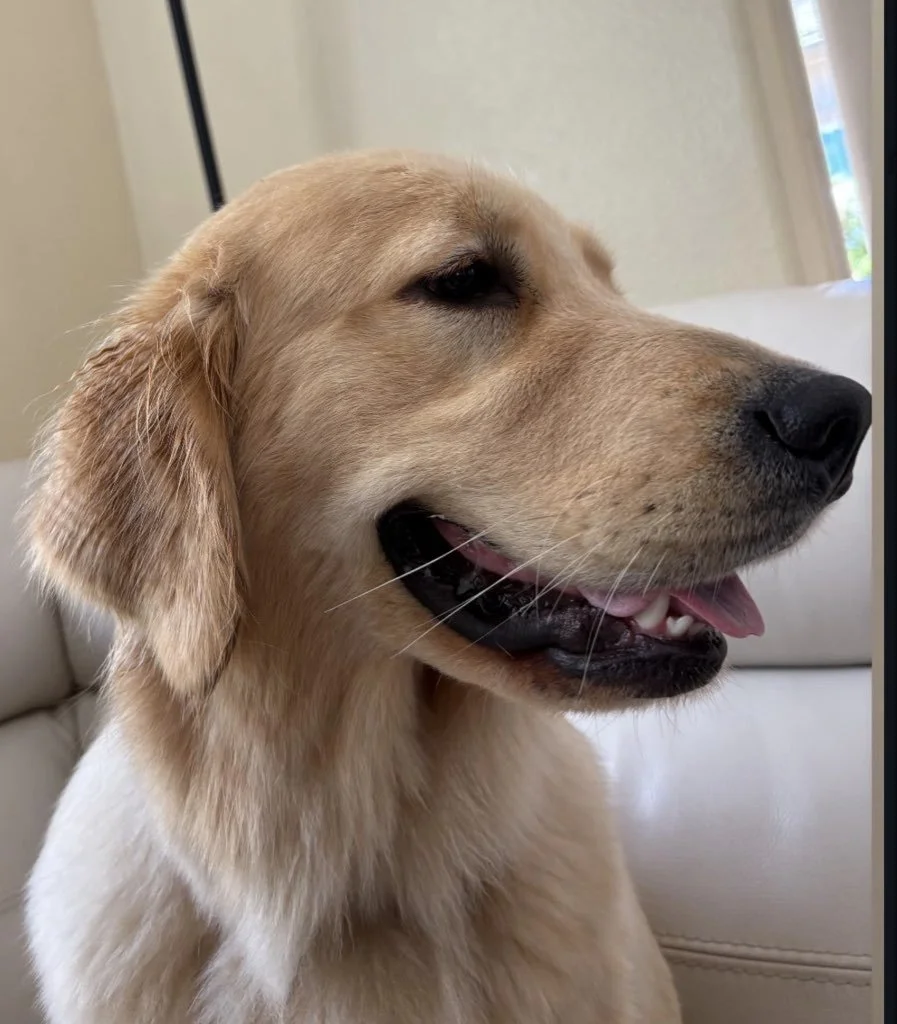 Puppy Adolescence Is Real: What Pet Parents Need to Know