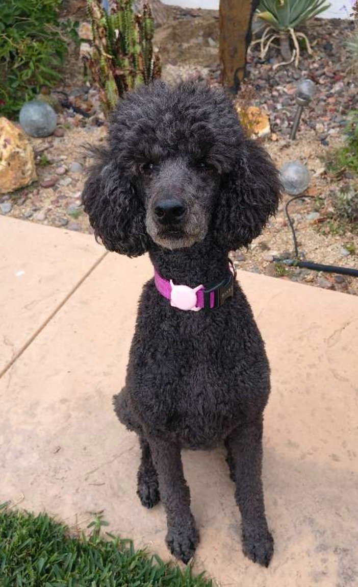 Dog anxiety is real and more common than you think.

If your dog is pulling, barking, or easily overwhelmed, they may just need more structure and guidance. Intentional walks and balanced exposure to the world can make a huge difference in building c