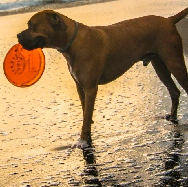 Join us for something every dog parent needs a reliable recall you can trust.

Pawsitive Perspectives: Recall is a complimentary 45-minute workshop designed for devoted pet parents who want their dogs to come when called, even with distractions. Whet