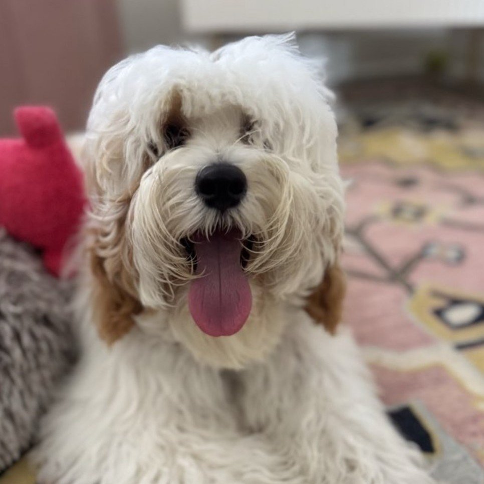 Join us June 13 for:
Building Basics 9&ndash;10am
Rapid Recall 10:30&ndash;11:30am

These classes are designed to help your dog gain focus, improve reliability, and build real-world skills that make everyday life easier and more enjoyable.

Consisten