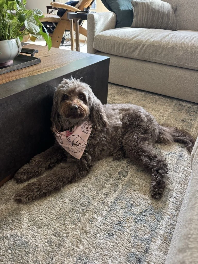 Heading out of town? Your dog&rsquo;s experience matters while you&rsquo;re away.

Boarding should be more than just a place to stay. With the right environment, structure, and care, it becomes an opportunity for your dog to stay active, engaged, and