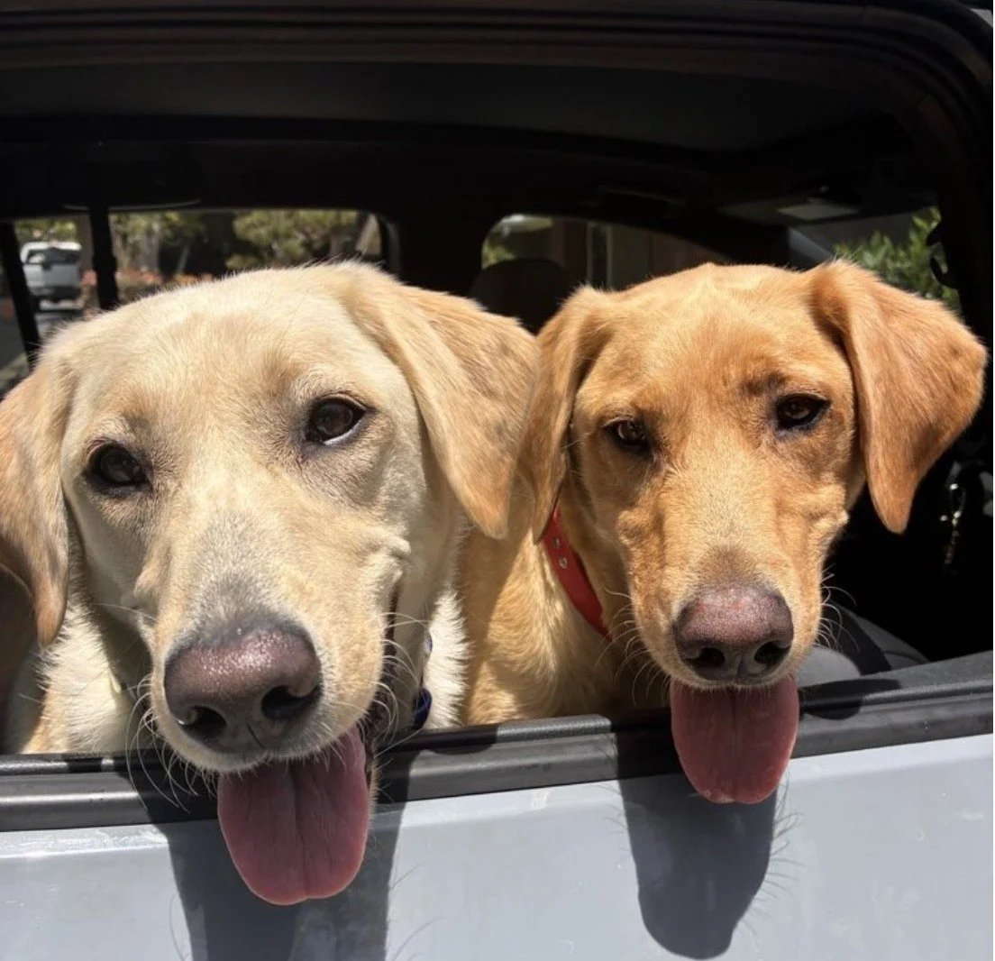 Two happy faces, fresh air, and the kind of joy every dog deserves

Whether it&rsquo;s a mid-day walk, a neighborhood adventure, or just some extra love while you&rsquo;re away, moments like these are what it&rsquo;s all about. A happy, fulfilled pup