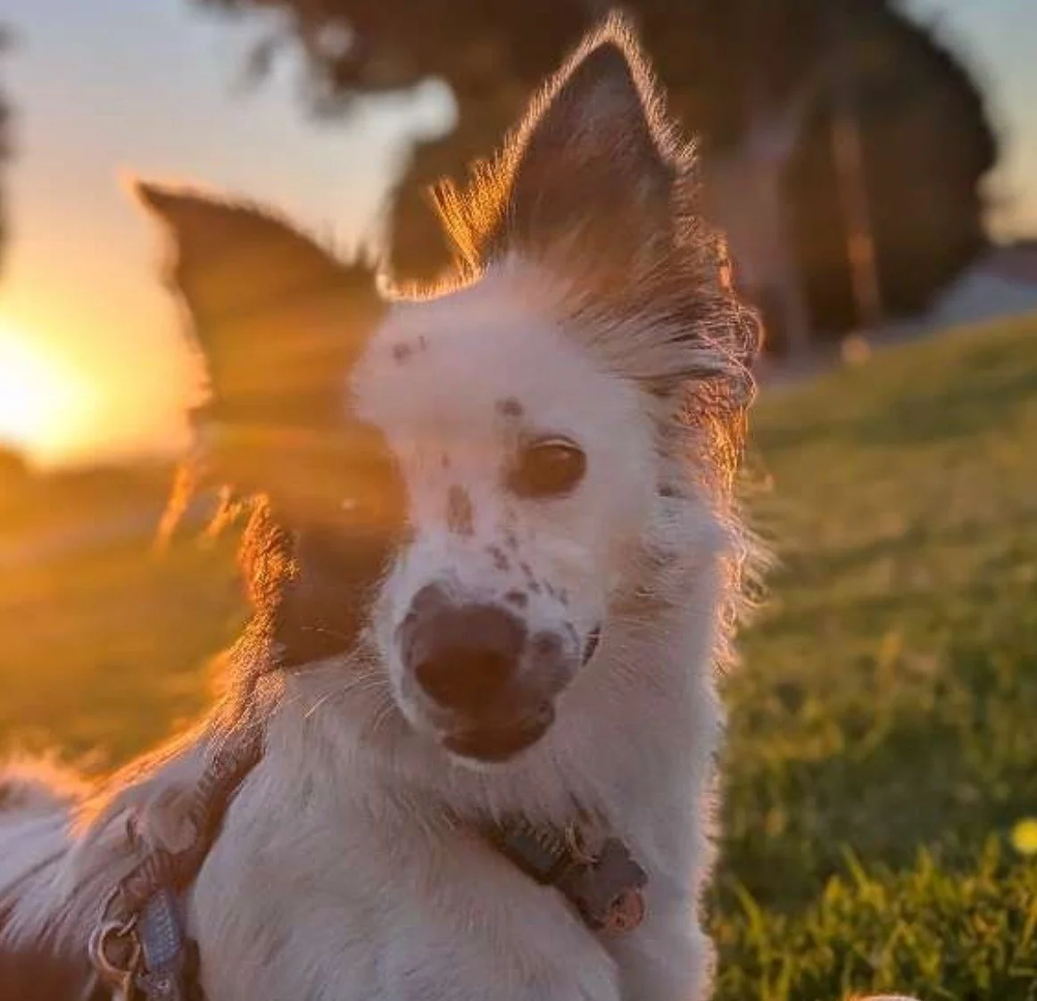 Here&rsquo;s a polished social post with a clear CTA:

What Pet Parents Should Know About &ldquo;Baited Water&rdquo;

Proper hydration is essential for your pet&rsquo;s health, comfort, and safety. Most pets naturally drink what they need, but there 