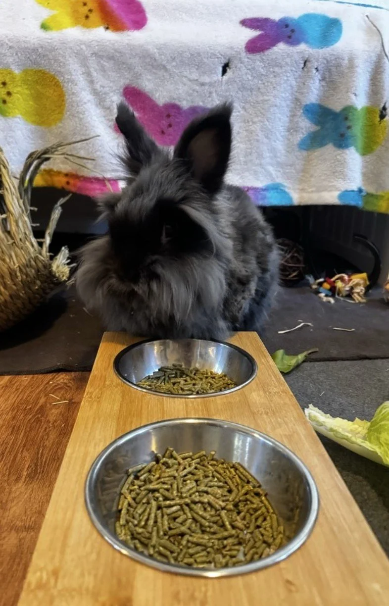 &ldquo;It&rsquo;s so hard to leave our pets when we travel, Dena has been my pet care pro for a while now and because of her my travel anxiety is no longer. knowing that I have such a trustworthy professional, who pays attention to detail and keeps m