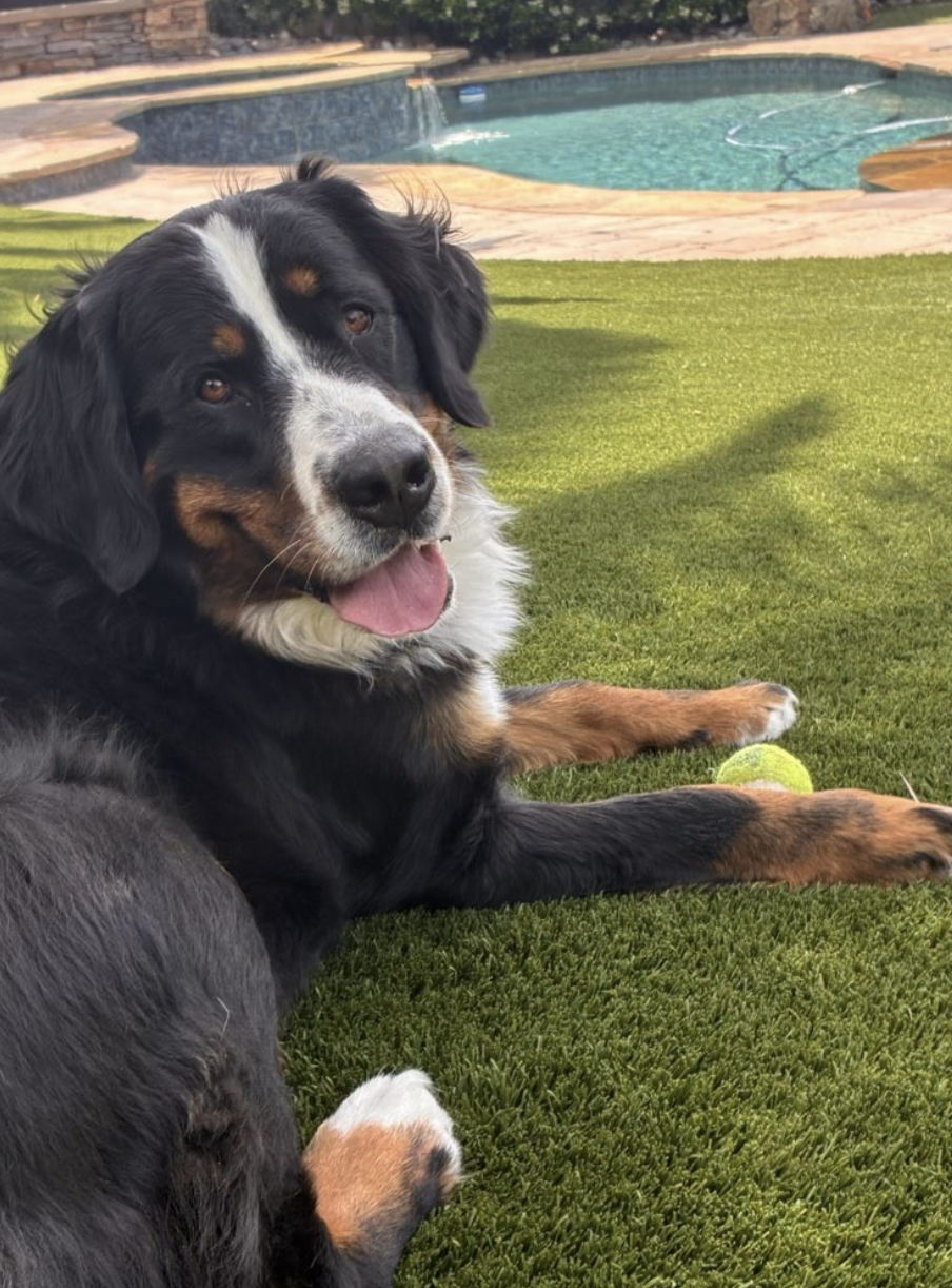 Behind the Scenes at Dogs On The Run: Celebrating Joey &amp; Reece