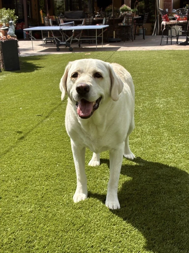 What does Luxury Pet Care Concierge really mean? 🐾

It is more than a service. It is a commitment to how we care, connect, and show up every single day.

At Dogs On The Run, Pet Care Concierge means&hellip;

Compassion First
We lead with heart. Ever