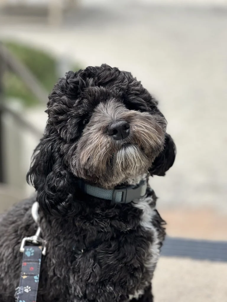 Summer Training Classes Are Here 🐾

Our June and July 2026 dog training lineup is officially open and we could not be more excited to welcome you and your pups.

Whether you are just getting started or looking to level up your dog&rsquo;s skills, we