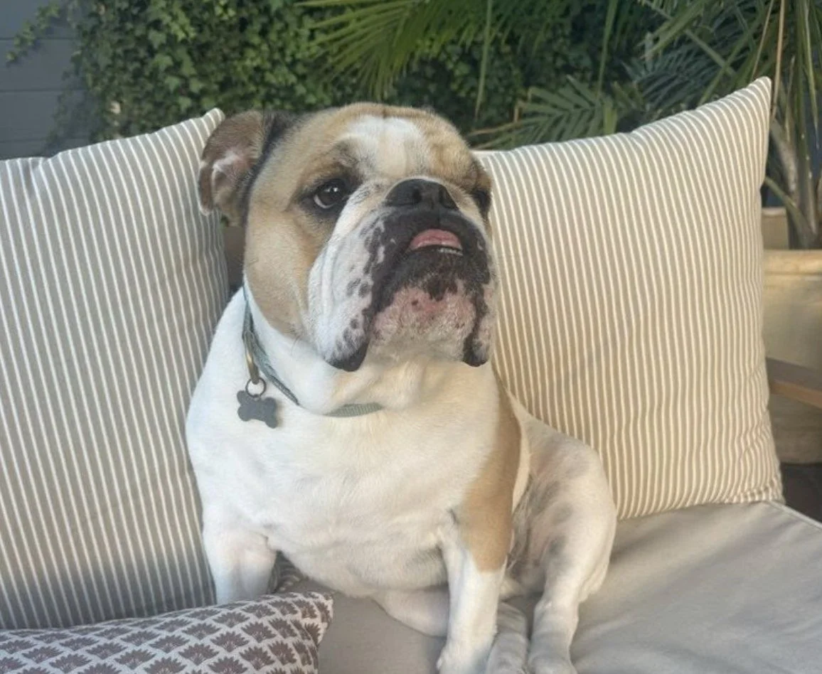 Raising Confident Young Pets starts earlier than you think.

Confidence isn&rsquo;t something pets are born with, it&rsquo;s built through the right experiences, structure, and support from day one.

From positive socialization and structured puppy s