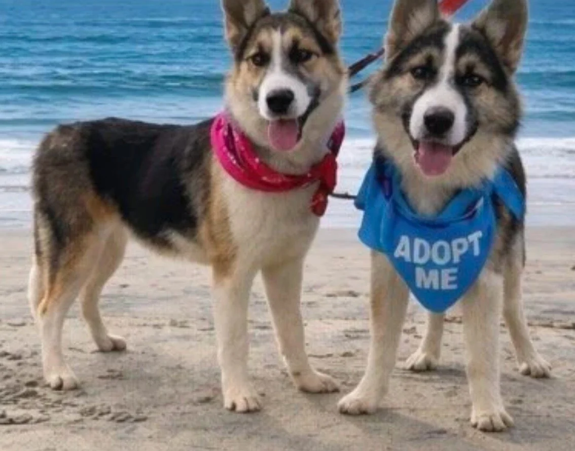 Dogs On The Run x Paw Match
A partnership with purpose 

Some connections come full circle.

After reconnecting with Paw Match at a local street fair, we had the chance to learn more about the incredible work they&rsquo;re doing to support rescue dog