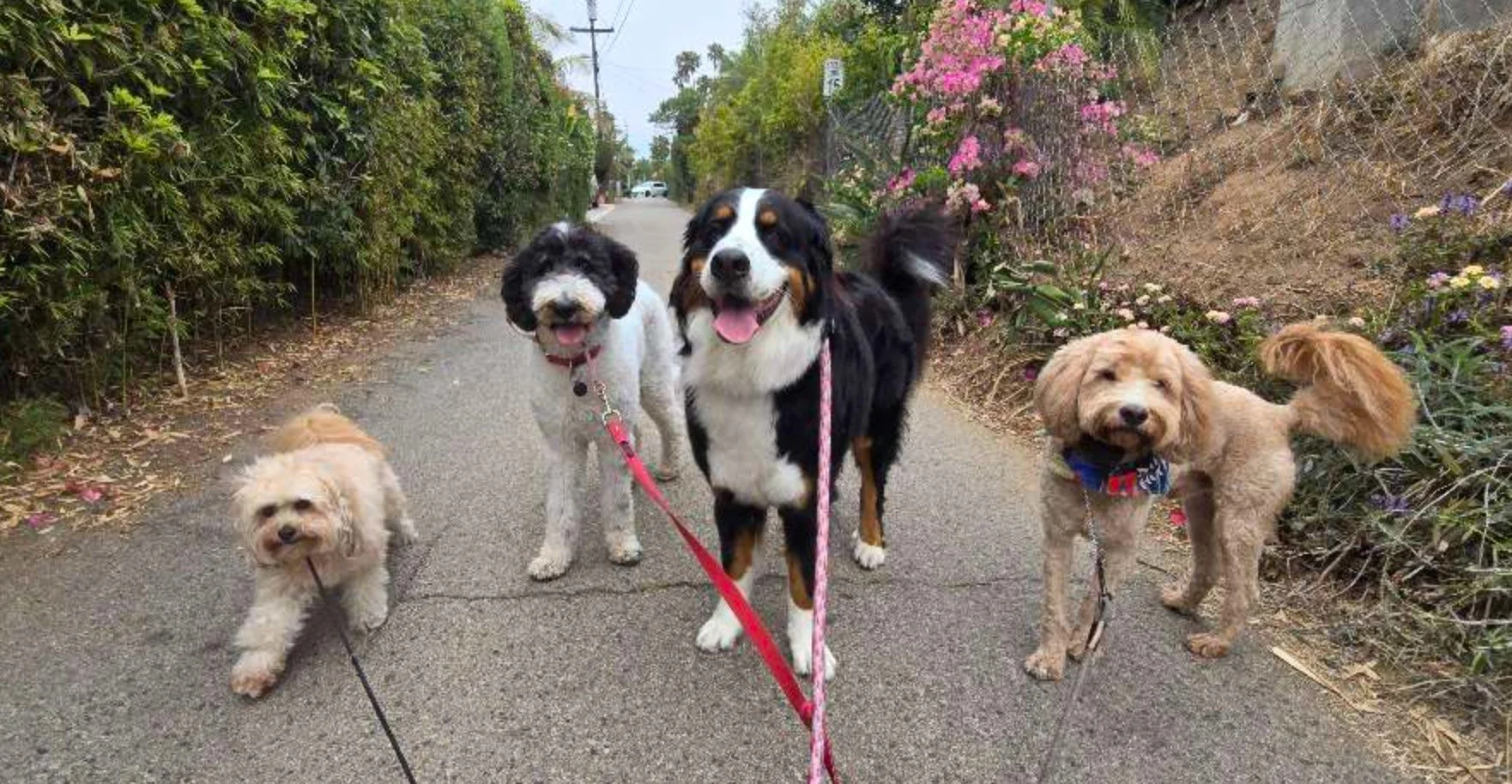 Pet sitters and dog walkers &mdash; how are you connecting with clients right now?

We&rsquo;ve been having a lot of conversations lately about how much things have shifted. Are you finding most of your clients through word of mouth, apps, or social 
