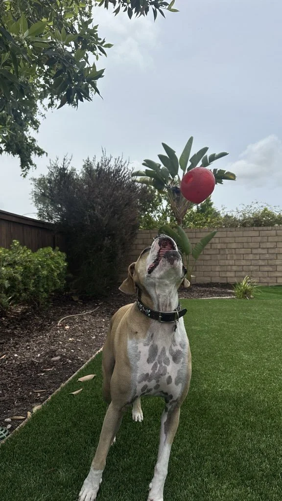 Dog Training Classes are here!

Whether you&rsquo;re just getting started or looking to build on your dog&rsquo;s skills, our June and July classes are designed to support confident, focused, and reliable dogs.

In June, we&rsquo;re kicking things of