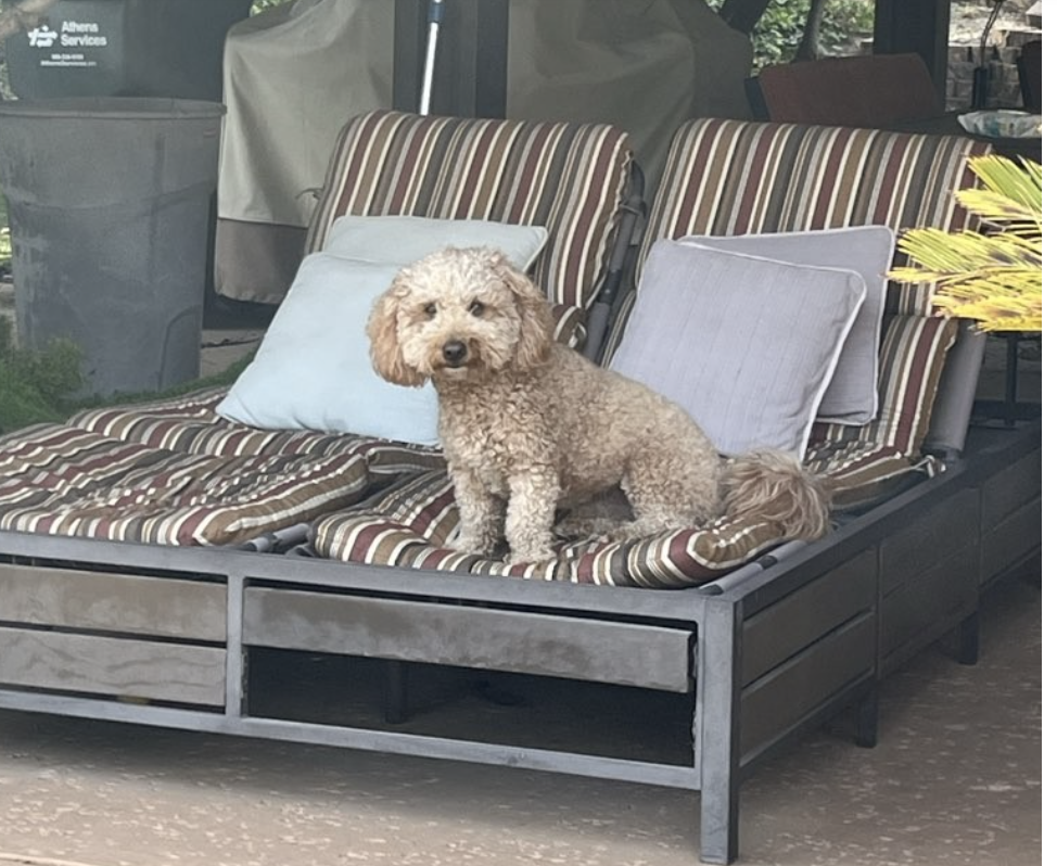 COMMUNITY Spotlight:&nbsp;Bressi Ranch&nbsp;Pet Hospital