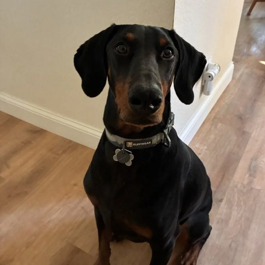 🐶🚀 Rapid Recall starts this Saturday at Dogs On The Run 🐾

If your dog has a &ldquo;sometimes I come&hellip; depending on what&rsquo;s happening&rdquo; recall, this class is built to change that.

Rapid Recall is a **game-based training experience