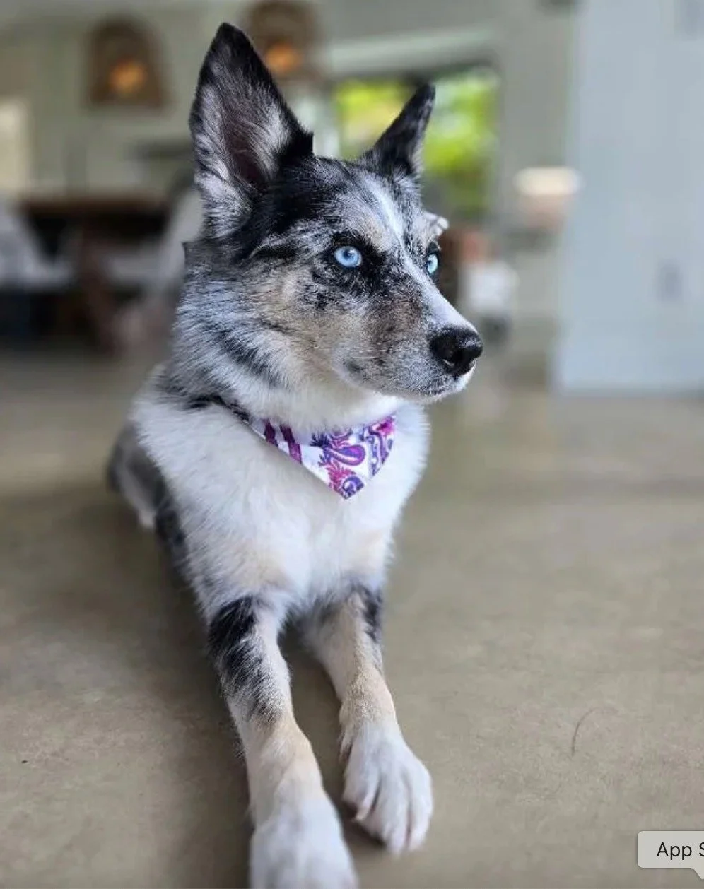 Why Early Habits Matter Long-Term

The habits your puppy builds today shape their future behavior, confidence, and emotional stability.

Consistent routines, positive socialization, and enriching experiences help create resilient, well-adjusted dogs 