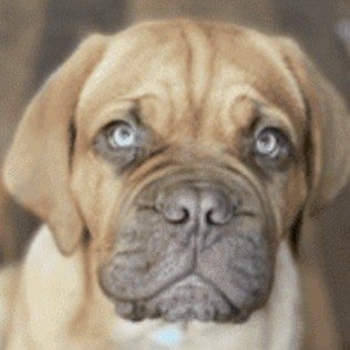 🐶 Fear Free Puppy Socials at Dogs On The Run 🐾

Early habits don&rsquo;t just shape behavior &mdash; they shape confidence, resilience, and how your puppy experiences the world.

Our Fear Free Puppy Socials are designed to give puppies a safe, posi
