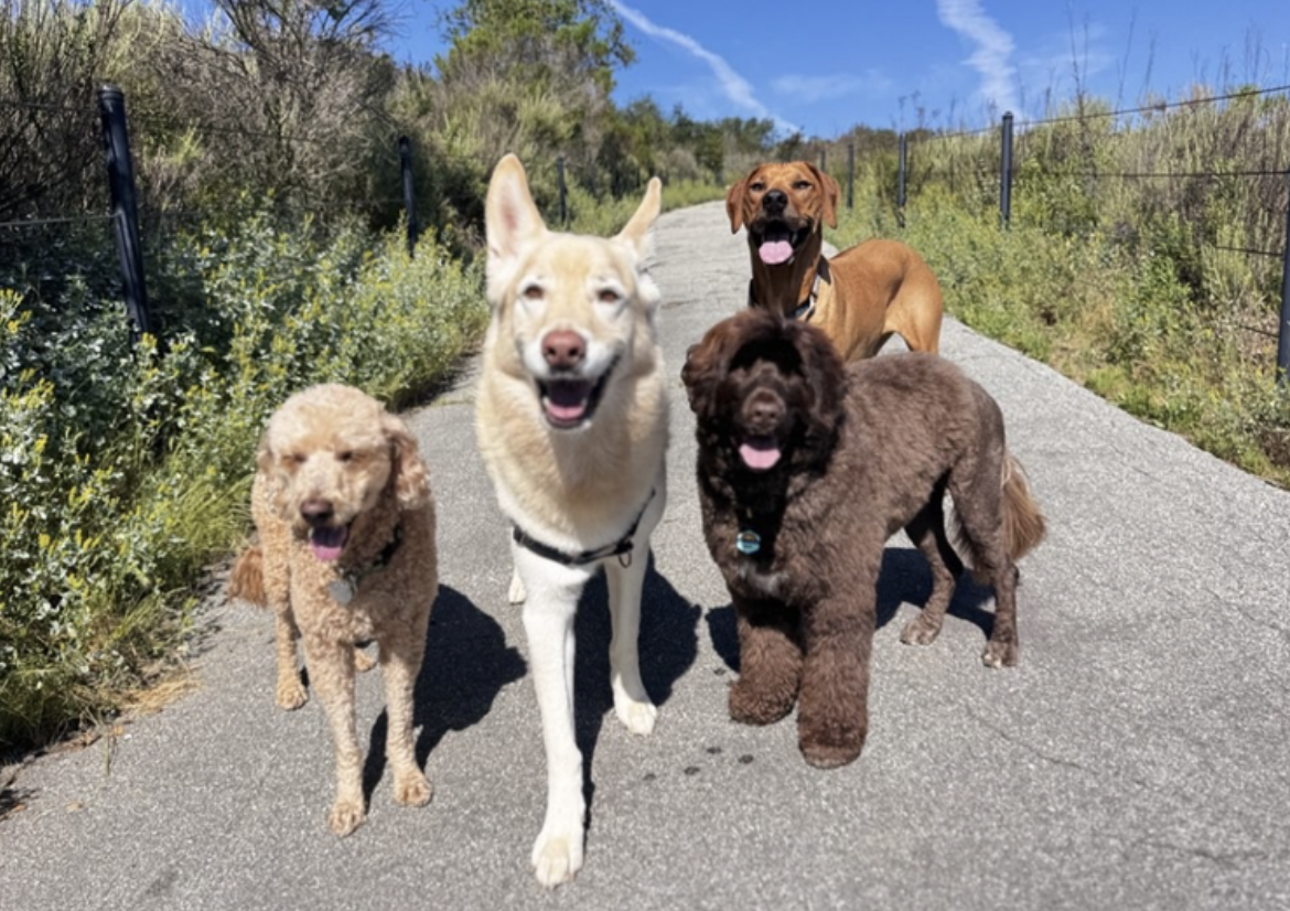 Behind the Scenes: The Concierge Team Powering Summer at Dogs On The Run
