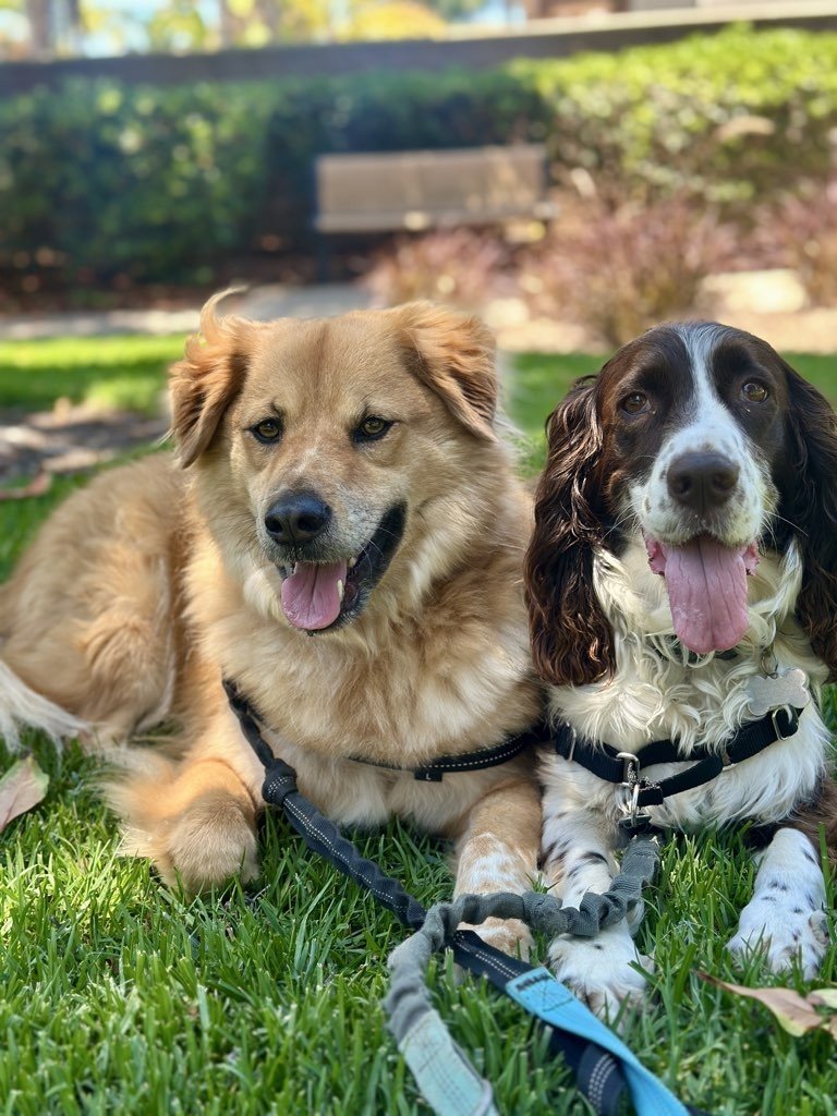 Separation Anxiety Myths: What Every Dog Owner Should Know