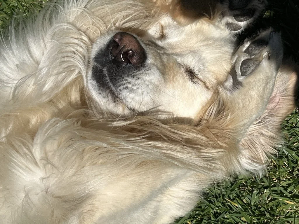 Aging With Dignity: Helping Your Senior Pet Thrive
