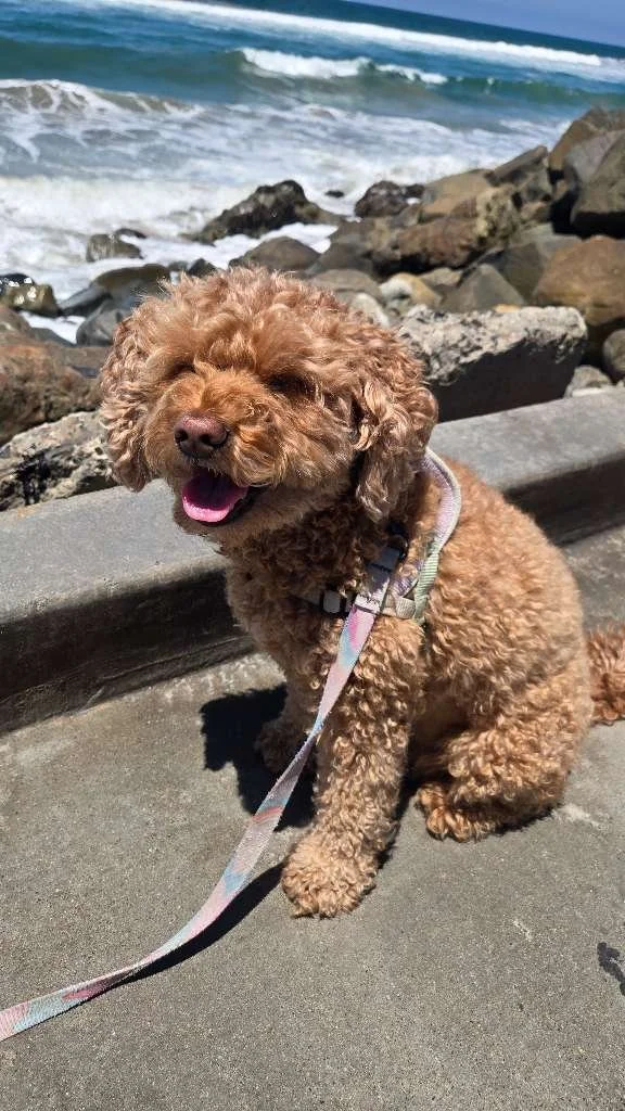 Subtle Signs of Pain Every Pet Parent Should Know