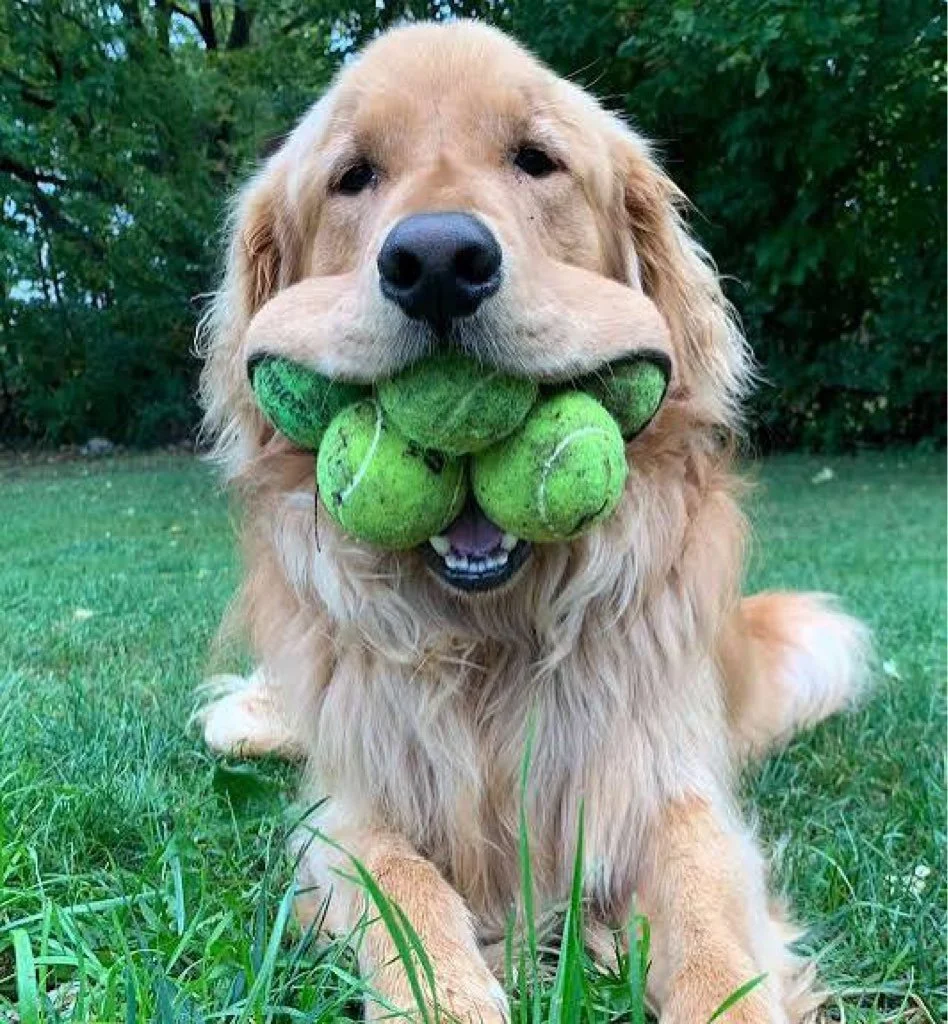 Understanding Cognitive Decline in Aging Pets
